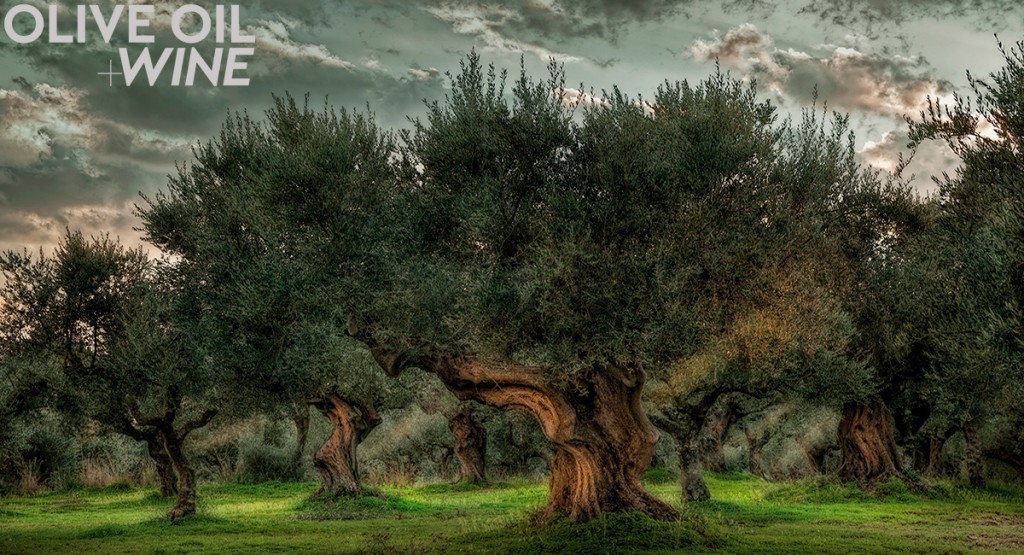 Olives&GrapesPHOTO1