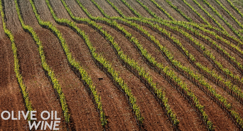 Olives&GrapesPHOTO3